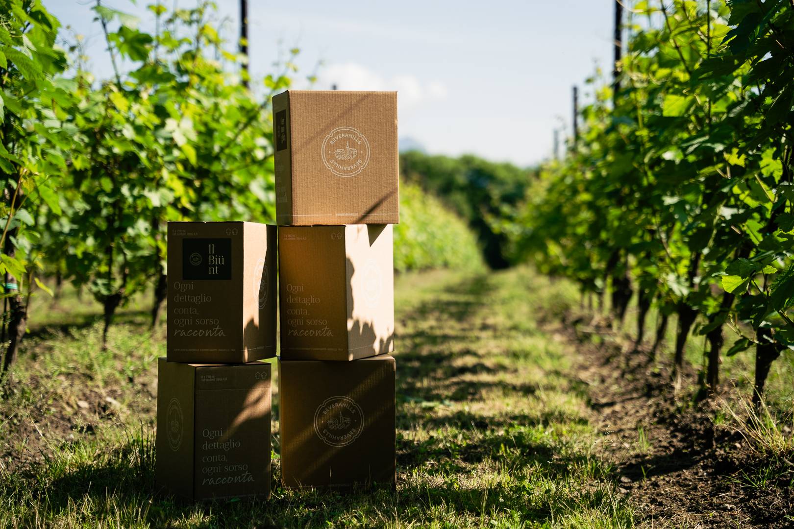 Allgemeines Bild der Beverahills-Weine 2