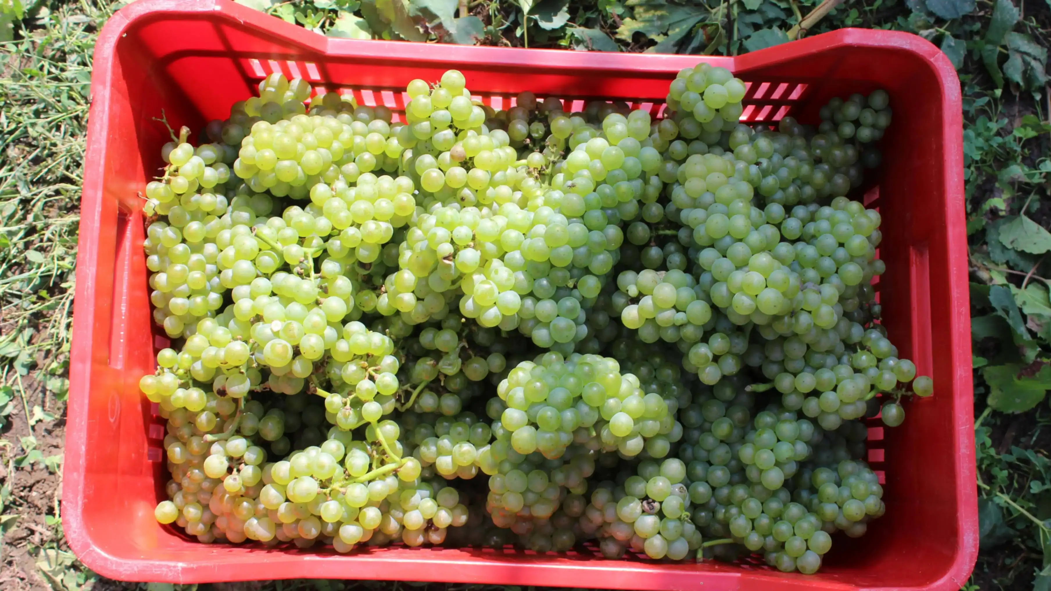 Weintrauben im Weinberg von Beverahills