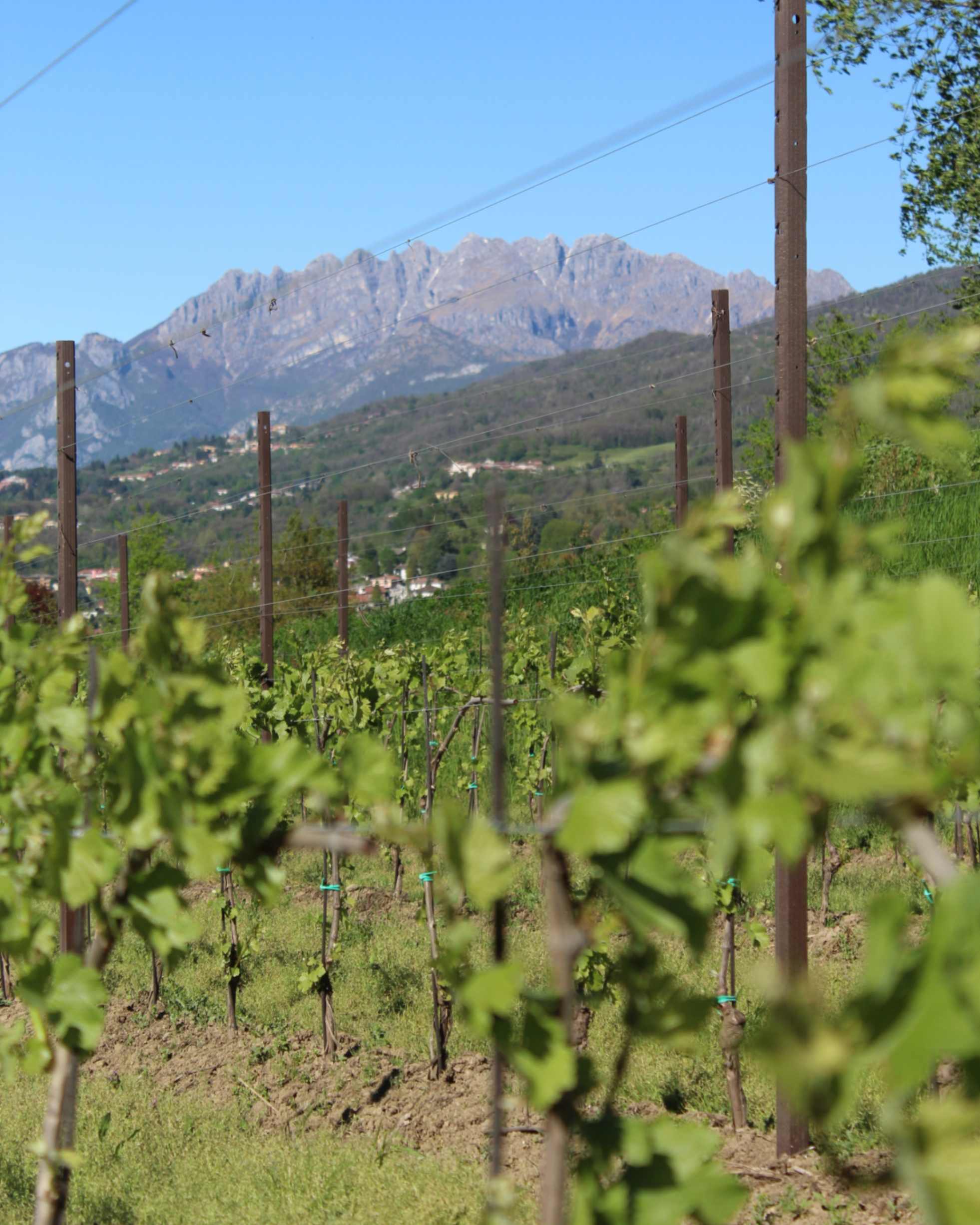 Einblick in den Weinberg von Beverahills