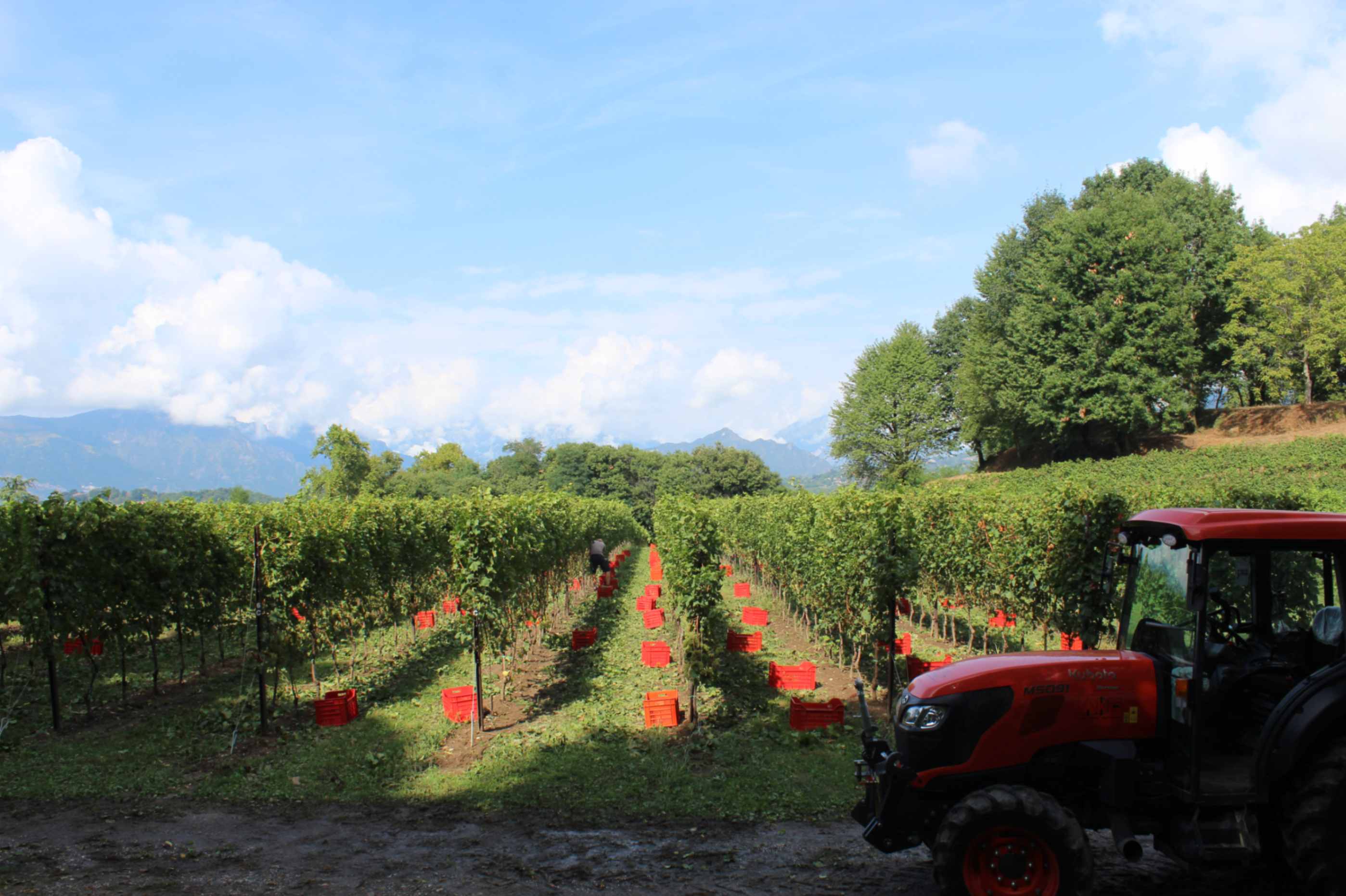 Weinberg Beverahills mit Liebe zum Detail