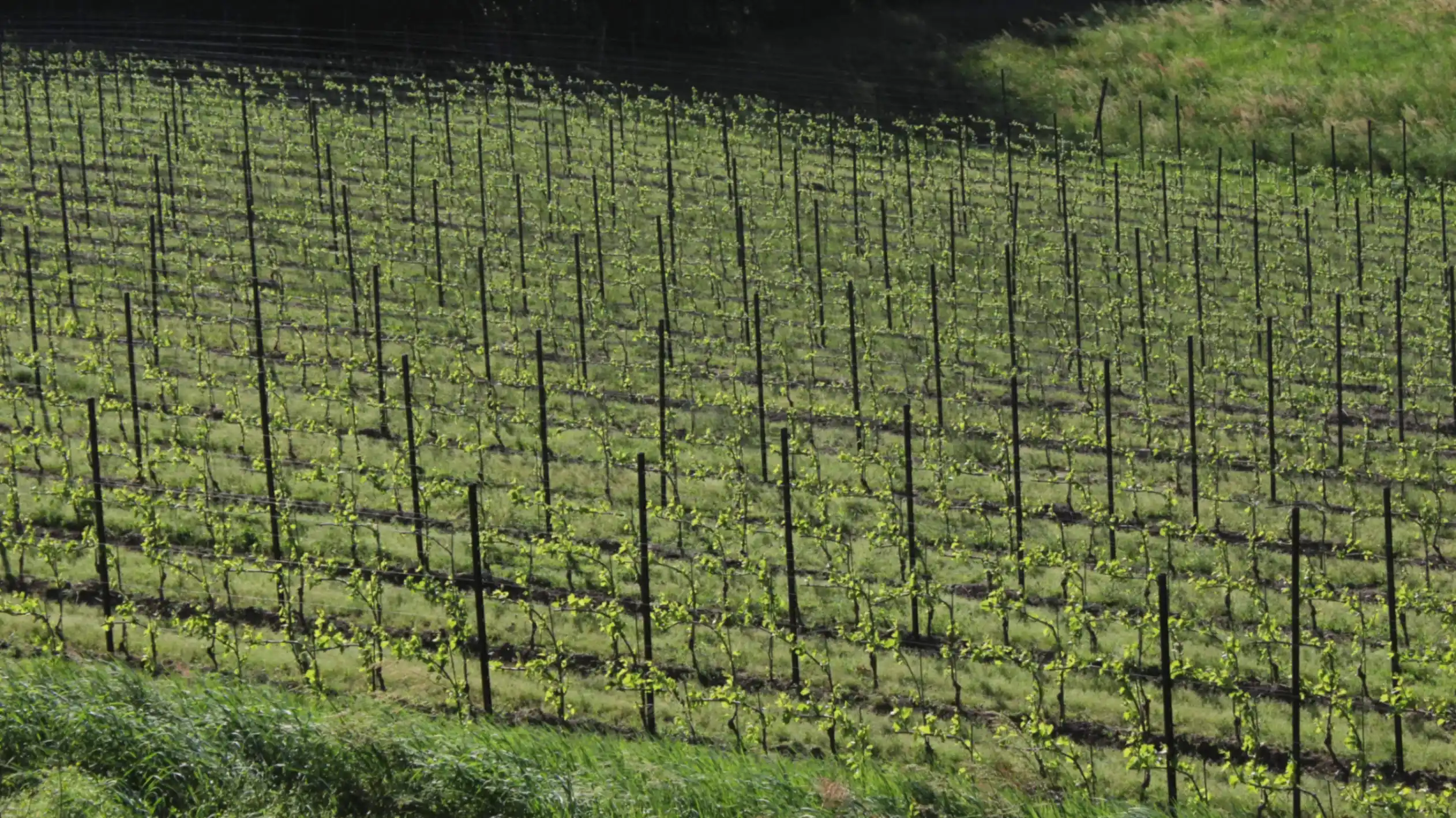 Detail des Weinbergs von Beverahills