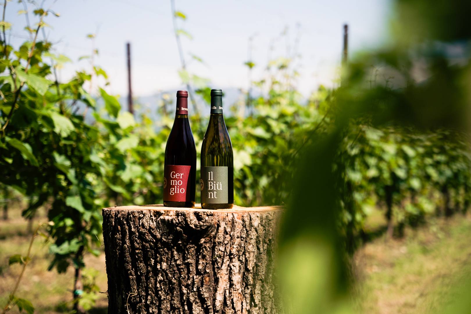 Allgemeines Bild der Beverahills-Weine 1